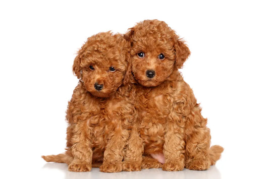 Identifying and Managing Sensitive Skin and Allergies in Cavoodles
