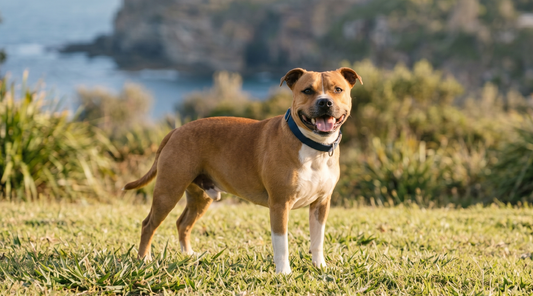 Staffy standing on grass near the beach. 