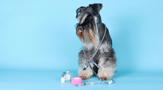 Article on the side effects of collagen on your dog