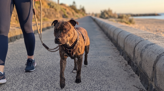 Can You Use Collagen and Fish Oil Together for Dogs?