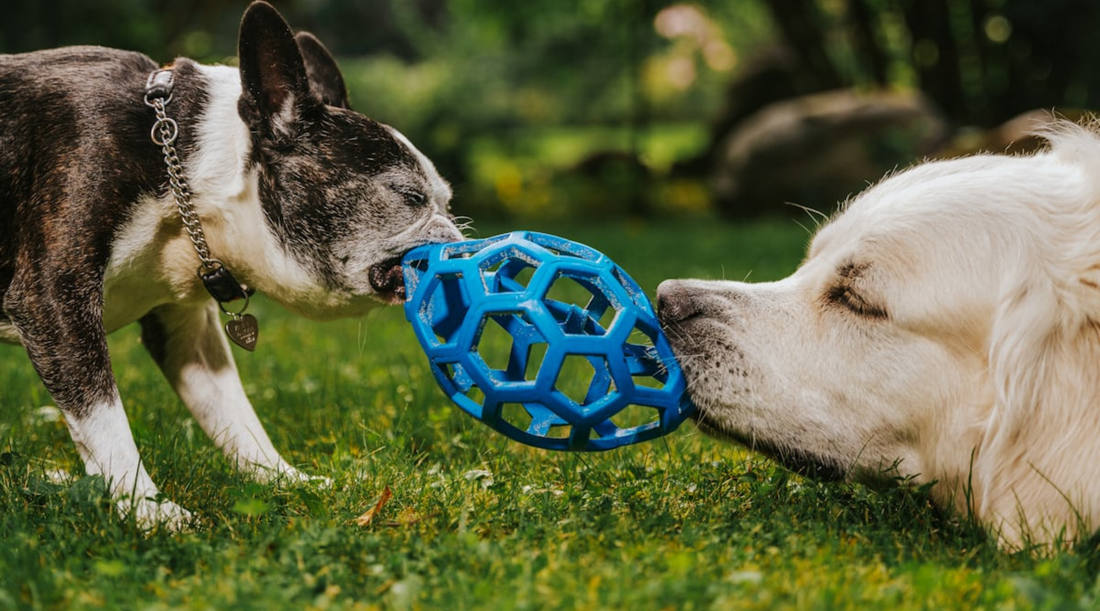 Two dogs playing with a blue ball. 