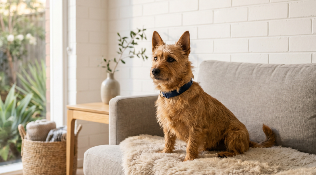 A healthy dog resting on a soft neutral sofa in a living room