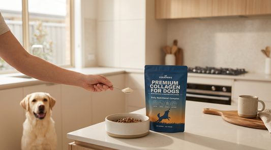 How Much Collagen Should I Give My Dog?