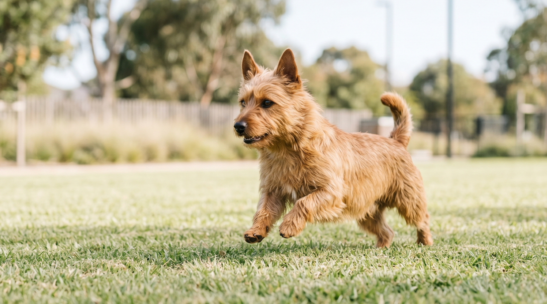 Image of Terrier playing out in a dog park