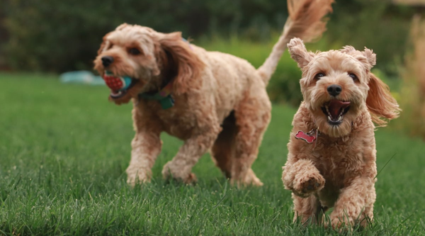 Best Skin and Coat Supplements for Dogs in Australia, How to Choose and Top Picks