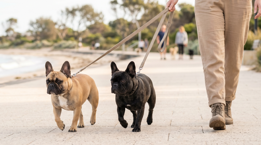 French Bulldog outdoors beside its owner in a premium lifestyle setting with a healthy natural coat.