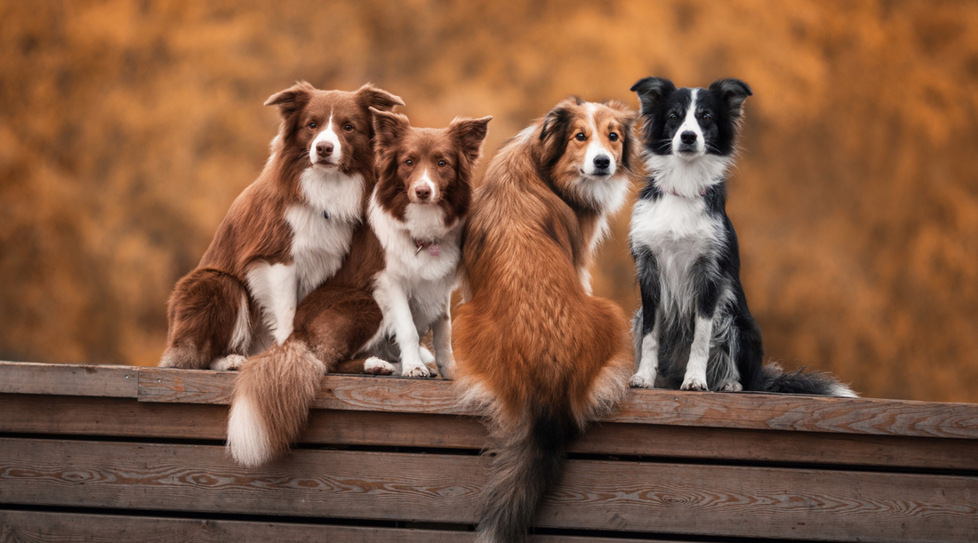 Collagen For Dogs Guide For Aussie Dog Owners