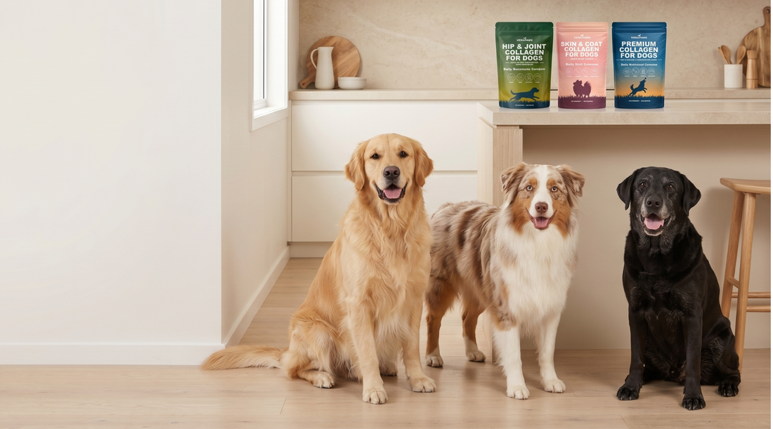 Image of kitchen with three dogs and three VeraPaws collagen pouches 
