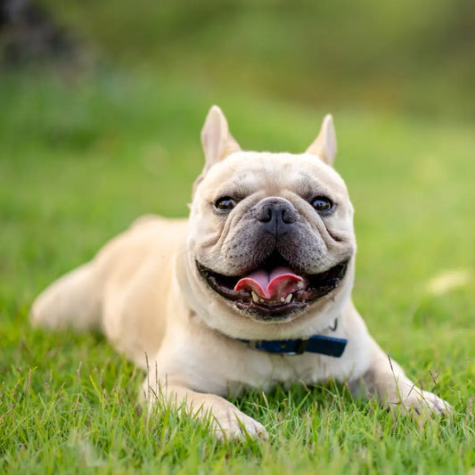 French bulldog skin problems and what to do