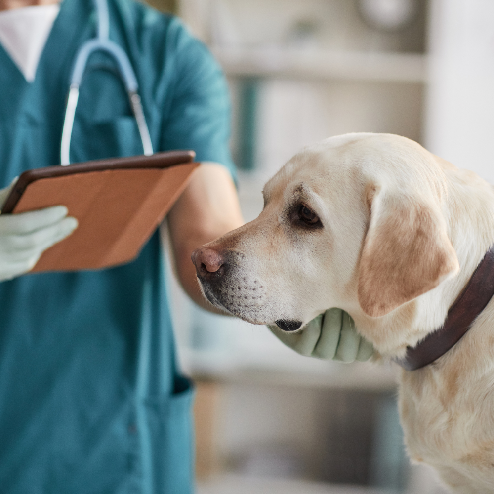 Joint supplements for dogs