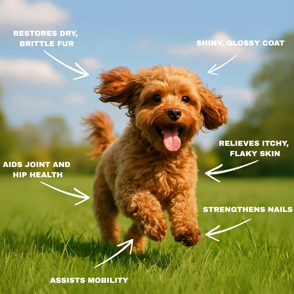This image shows the benefits of Verapaws Collagen for Dogs