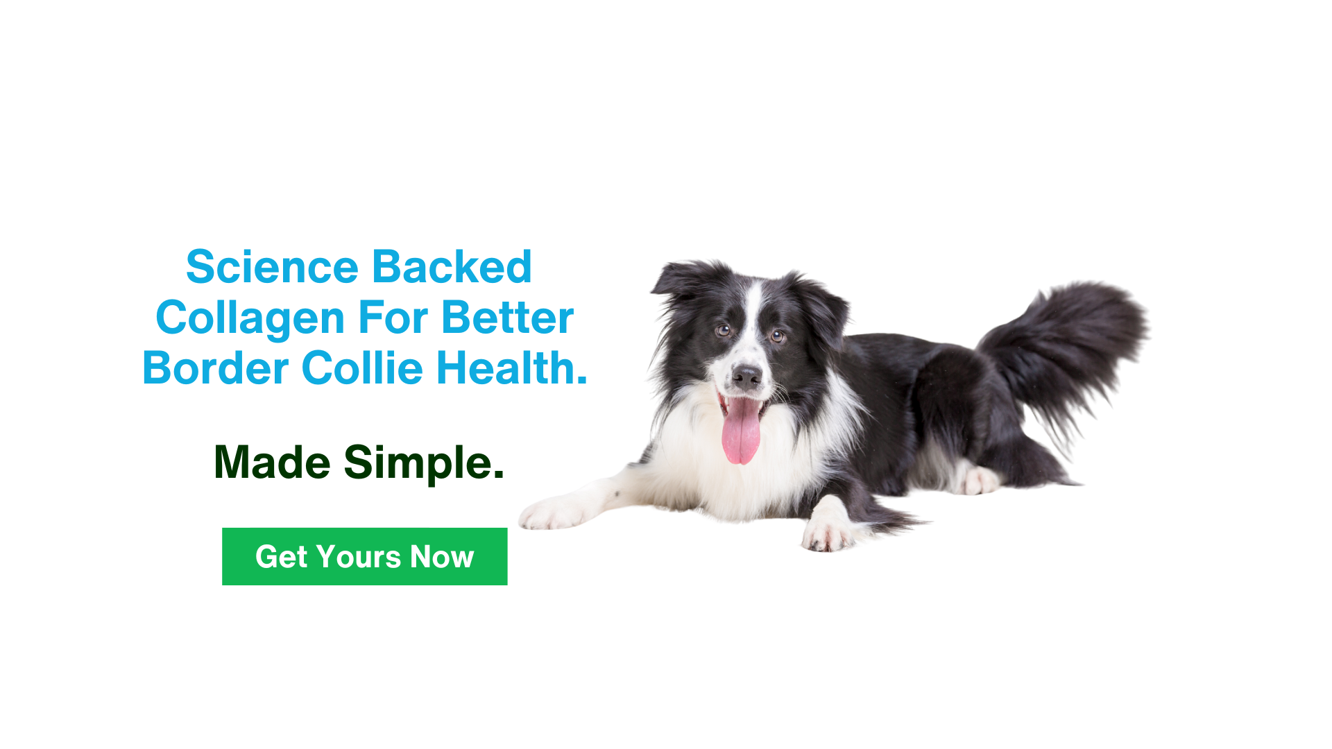 Collagen For Border Collies