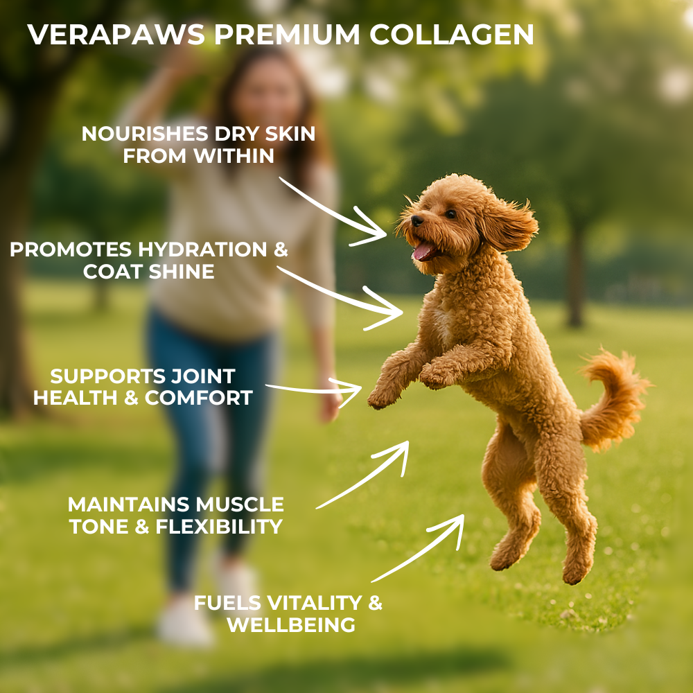 Dog jumping in a park with text about Verapaws Premium Collagen benefits