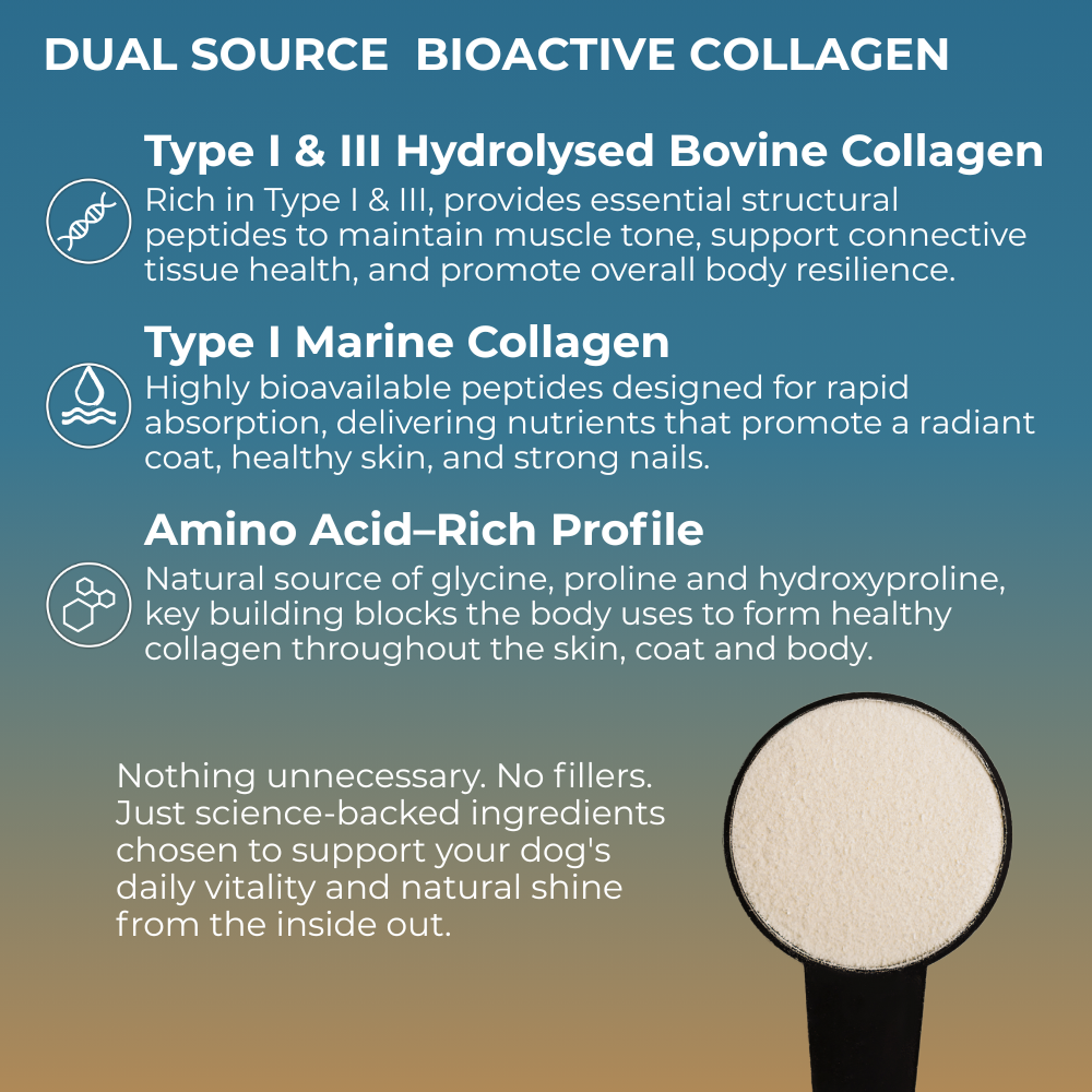Product label for dual-source bioactive collagen with text and a scoop of powder.