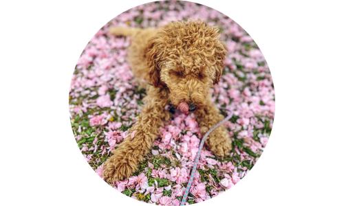 Brown dog sitting on a bed of pink flowers