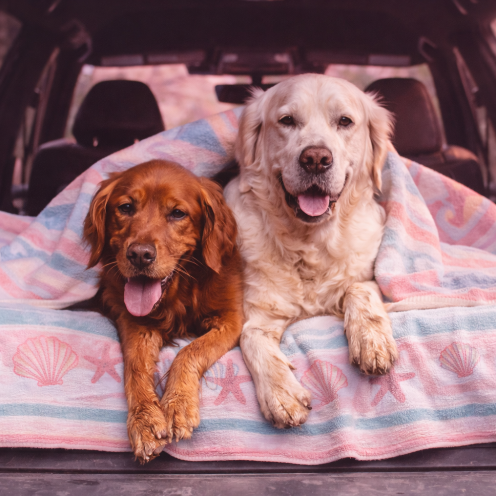 Skin and Coat Collagen For Dogs